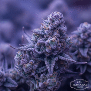 Night Purple - Hydro Boisée 16% CBD